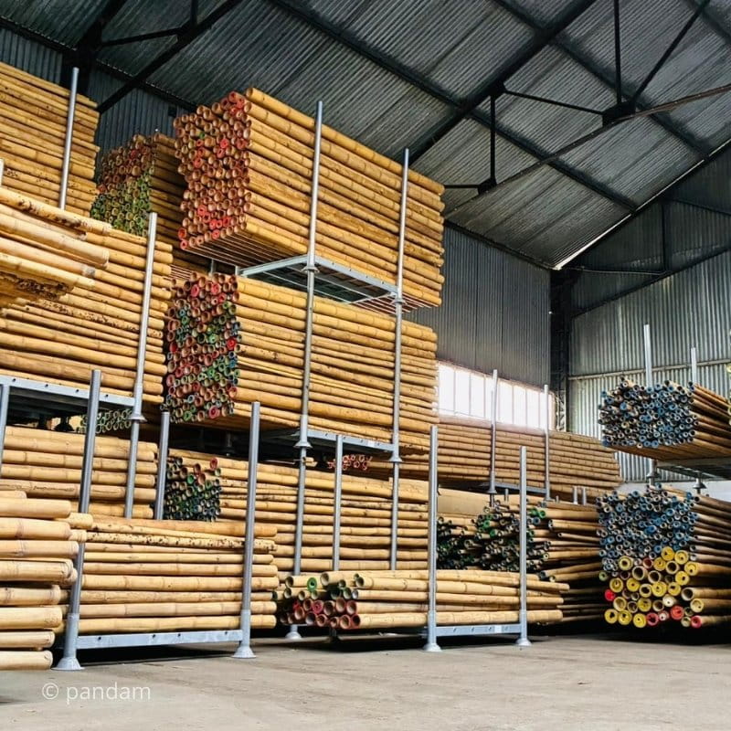 Bambù Guadua angustifolia canne