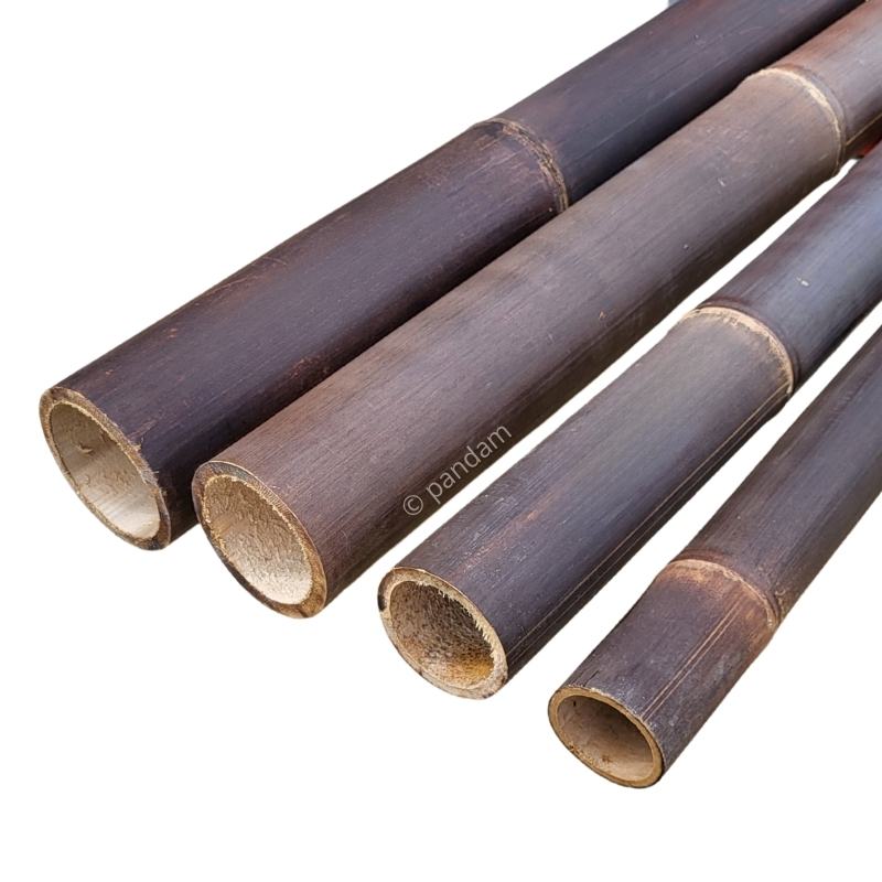 Canna di bambù nera