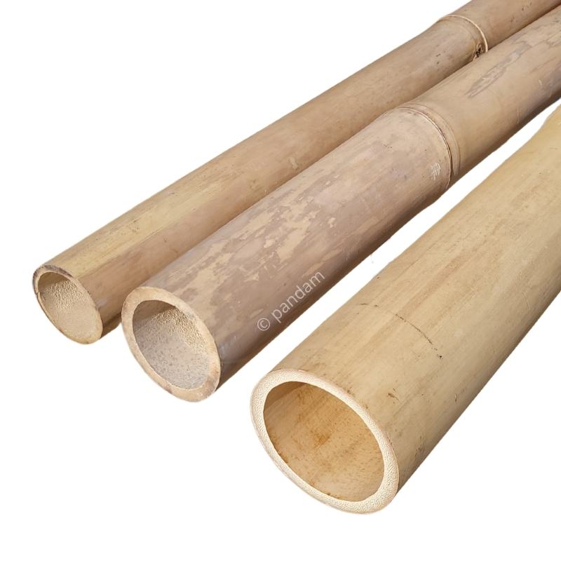 Canna_di_bambu_chiara