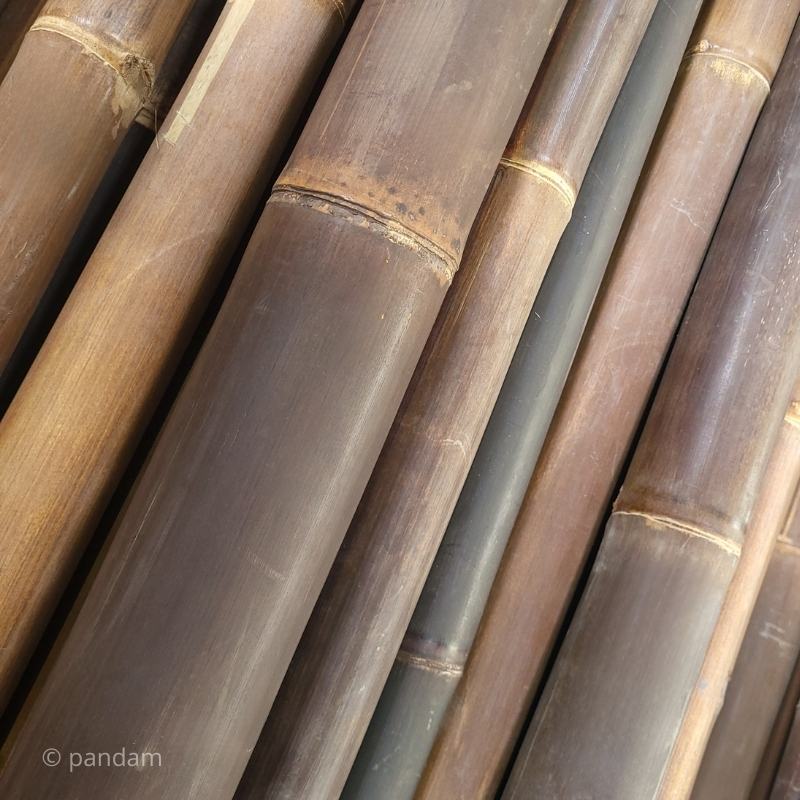 Canna di bambù nera 2