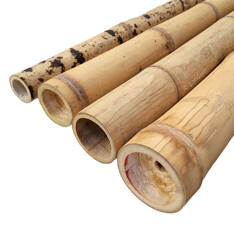 Canne di bambu per esterno Guadua