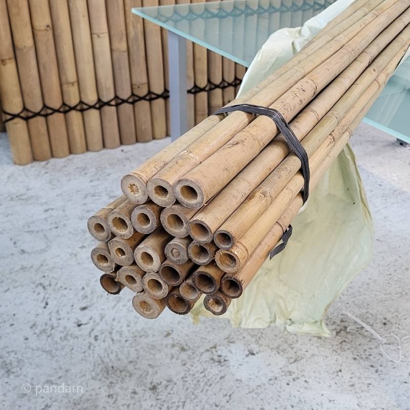Canne di bambù Tonkin economica