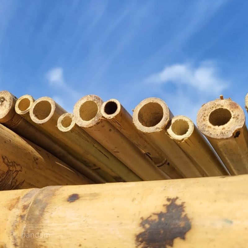 canne di bambù pergolato