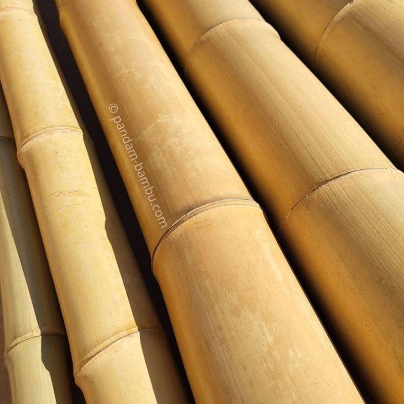 Canne di bambù gigante (Moso)