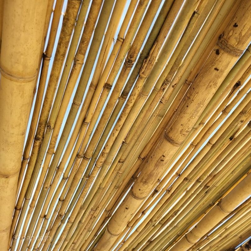 copertura pergolati in bambù - canniccio