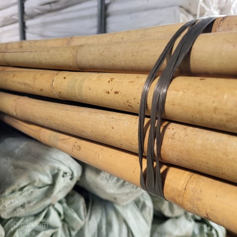 grande tutori bambù