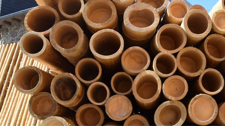 Il bambù è davvero un legno?