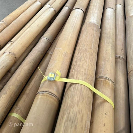 Canne di bambu Gigantochloa apus