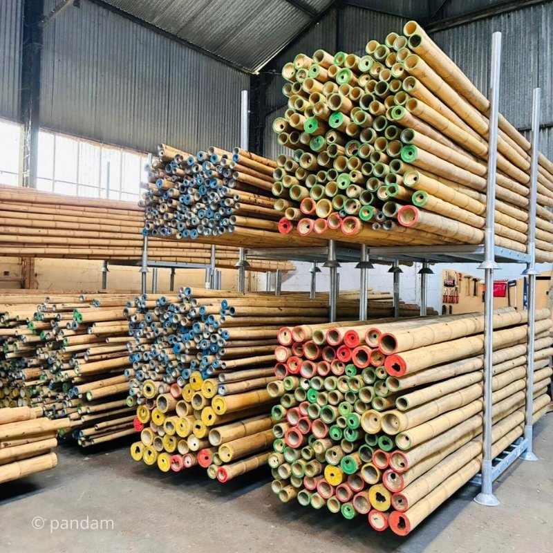 Canne di bambù Guadua angustifolia