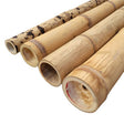 Canne di bambu Guadua