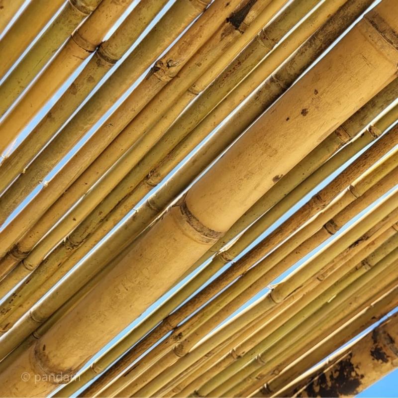 Canniccio di bambu per tetto di pergola