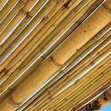 Canniccio di bambu per tetto di pergola