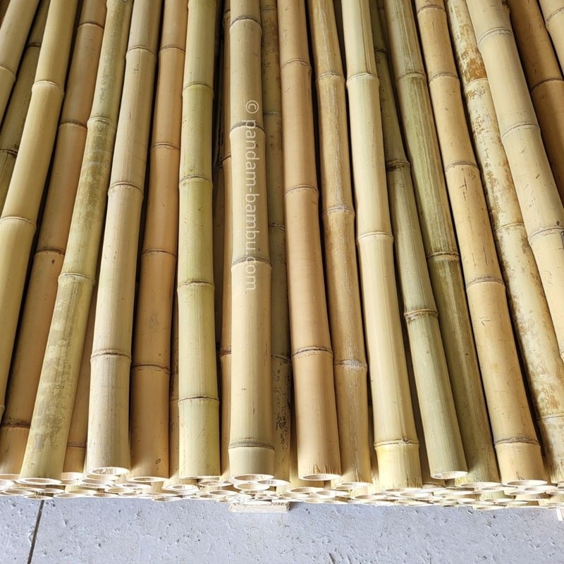 Canne di bambù naturale (Moso)