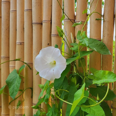 fiore su recinzione di bambu