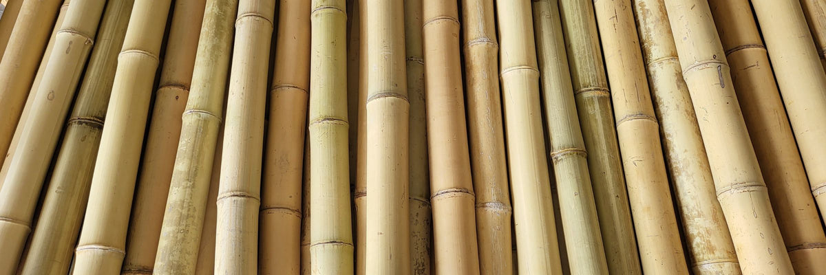 Pandam - Specialista del bambù – Pandam Bambu